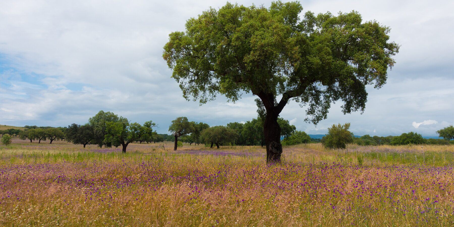 A lone cork oak standing in a flowering Alentejo meadow