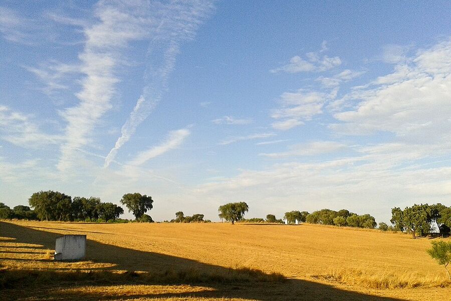 Golden Alentejo plain scattered with cork oaks