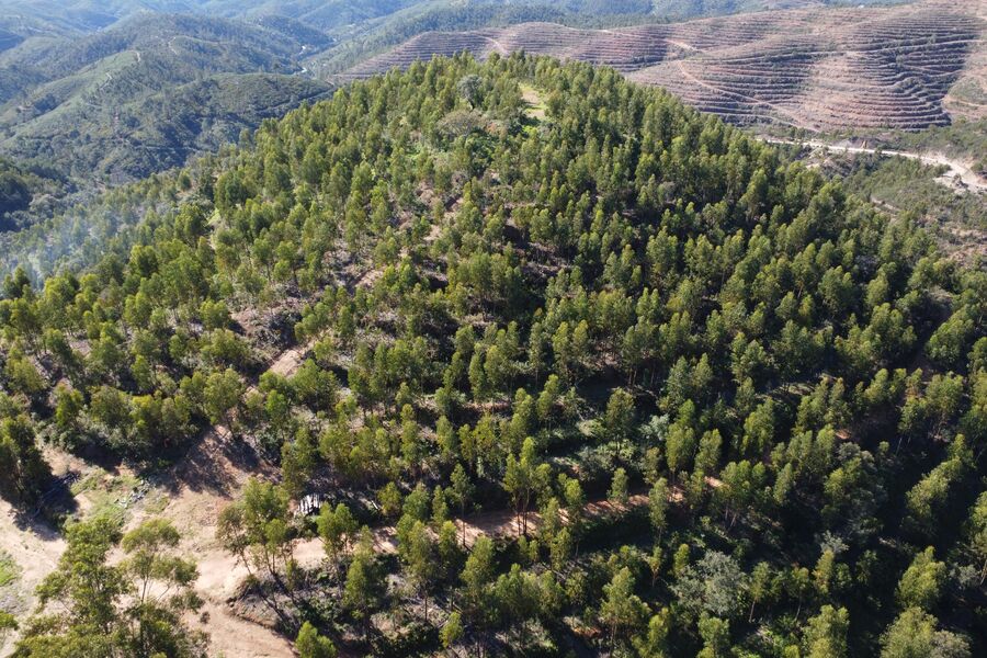 Green wooded hills of the Monchique range, inland Algarve