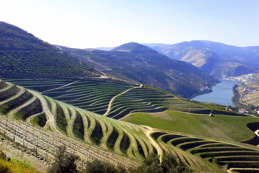 Terraced vineyards falling to the Douro river