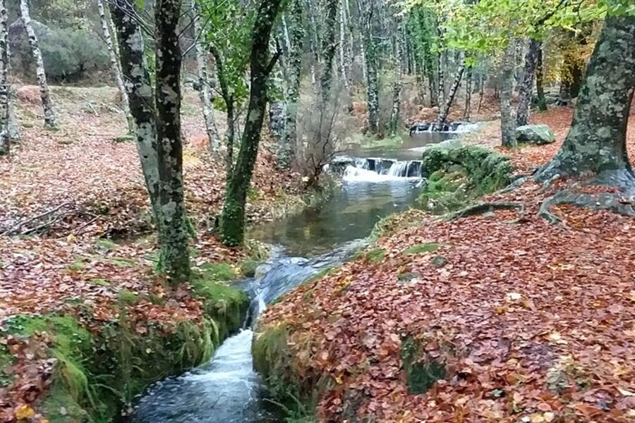 Autumn oak forest and a clear stream in Peneda-Gerês