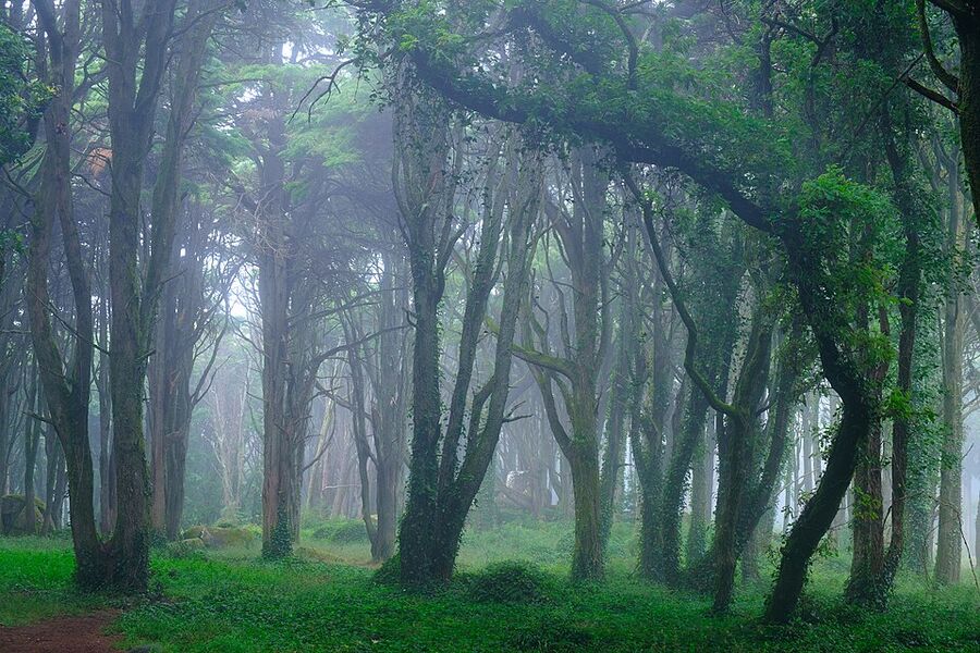 Misty woodland in the Serra de Sintra